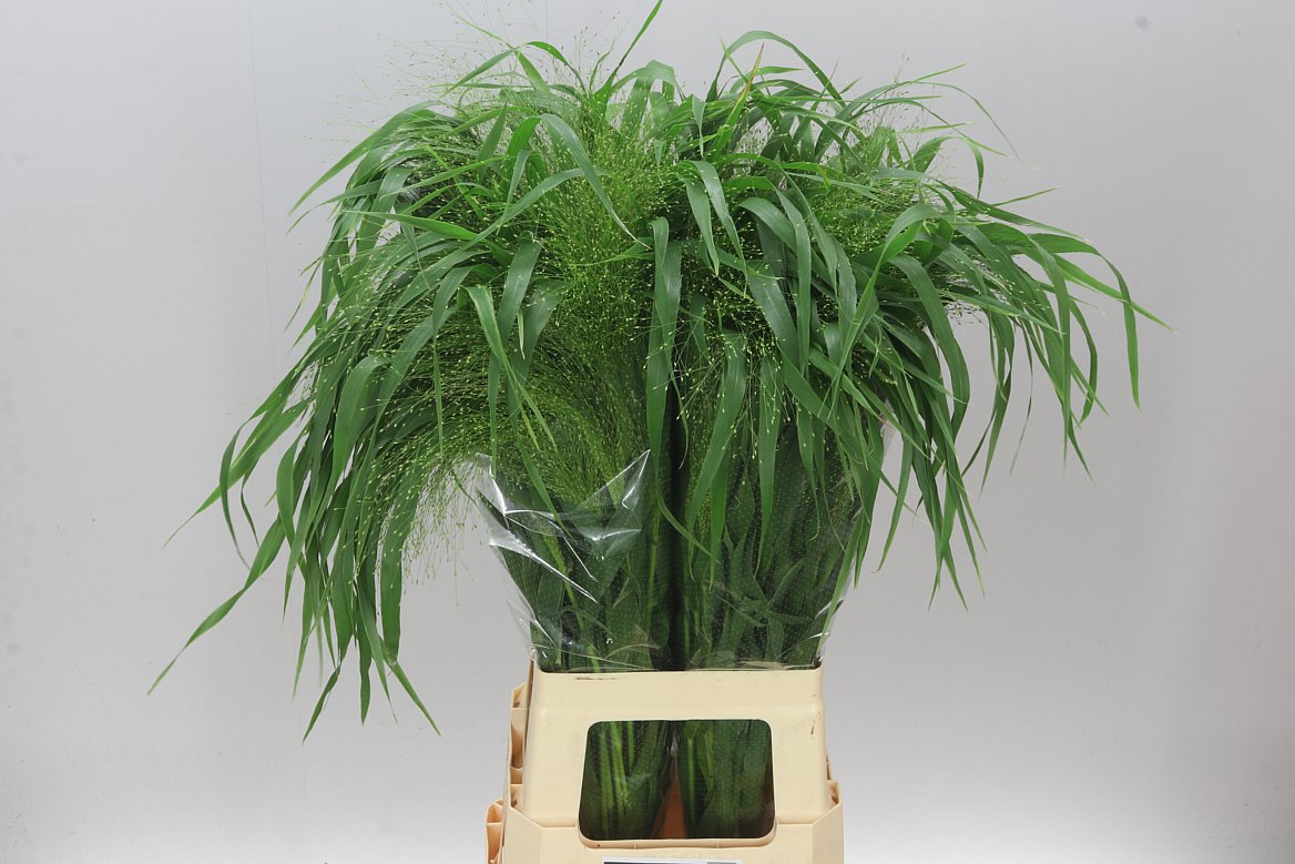 Panicum Fountain