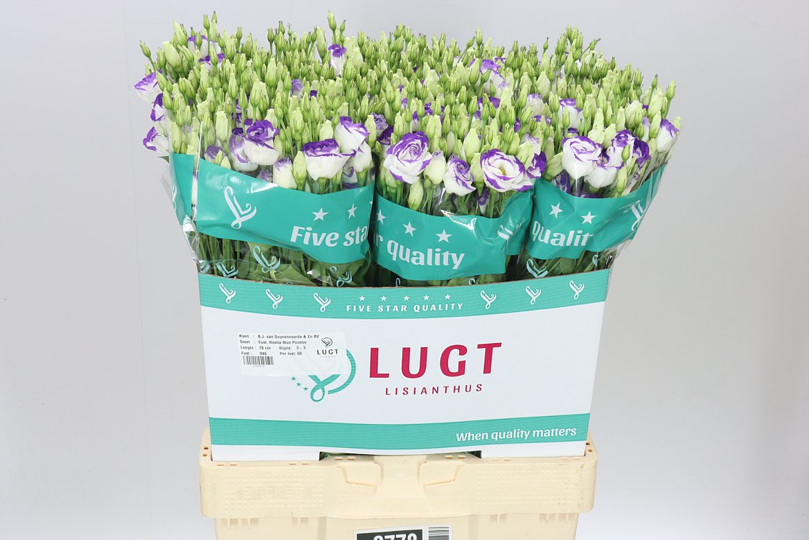 Eust Du Rosita Blue Picotee