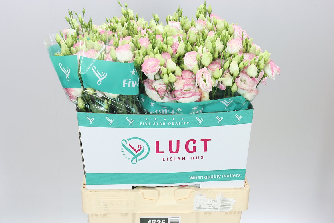 Eust Du Croma Bridal Kiss