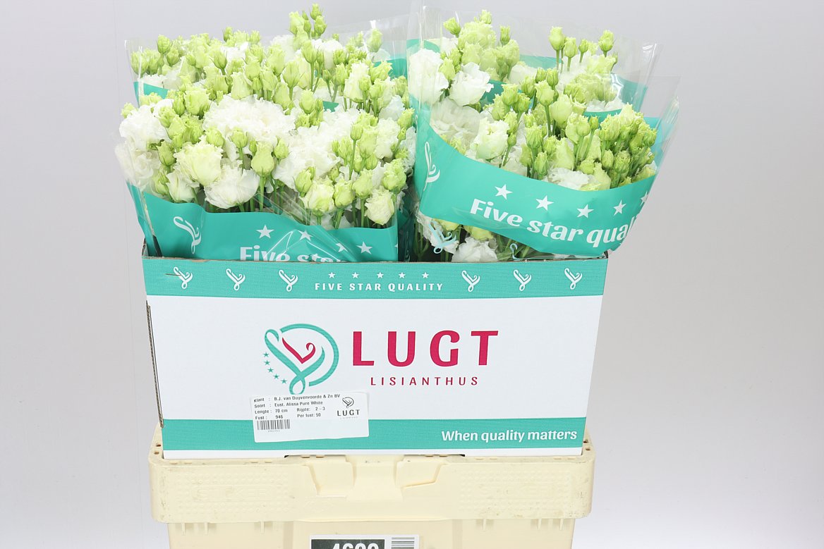 Eust Du Allisa Pure White