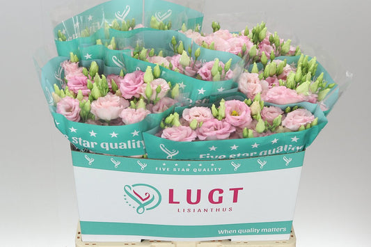 Eust Du Cotton Candy