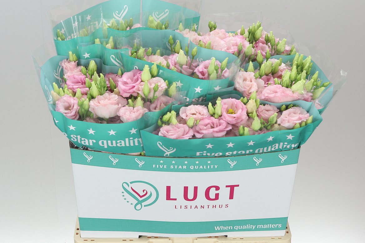 Eust Du Cotton Candy