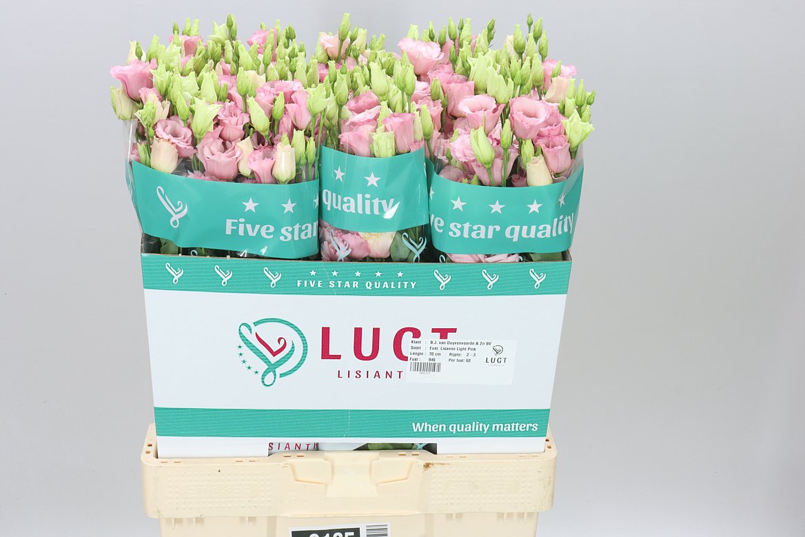 Eust Du Lisanne L Pink