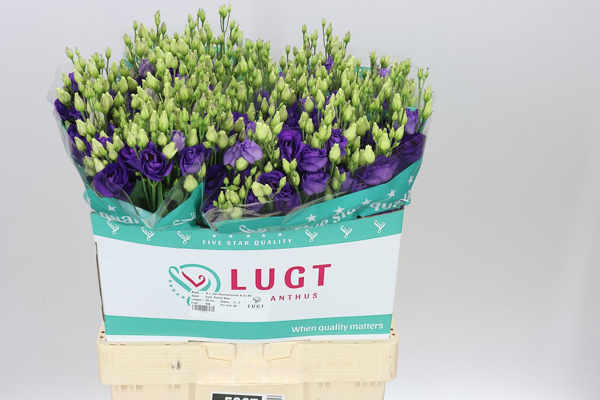 Eust Du Rosita Blue