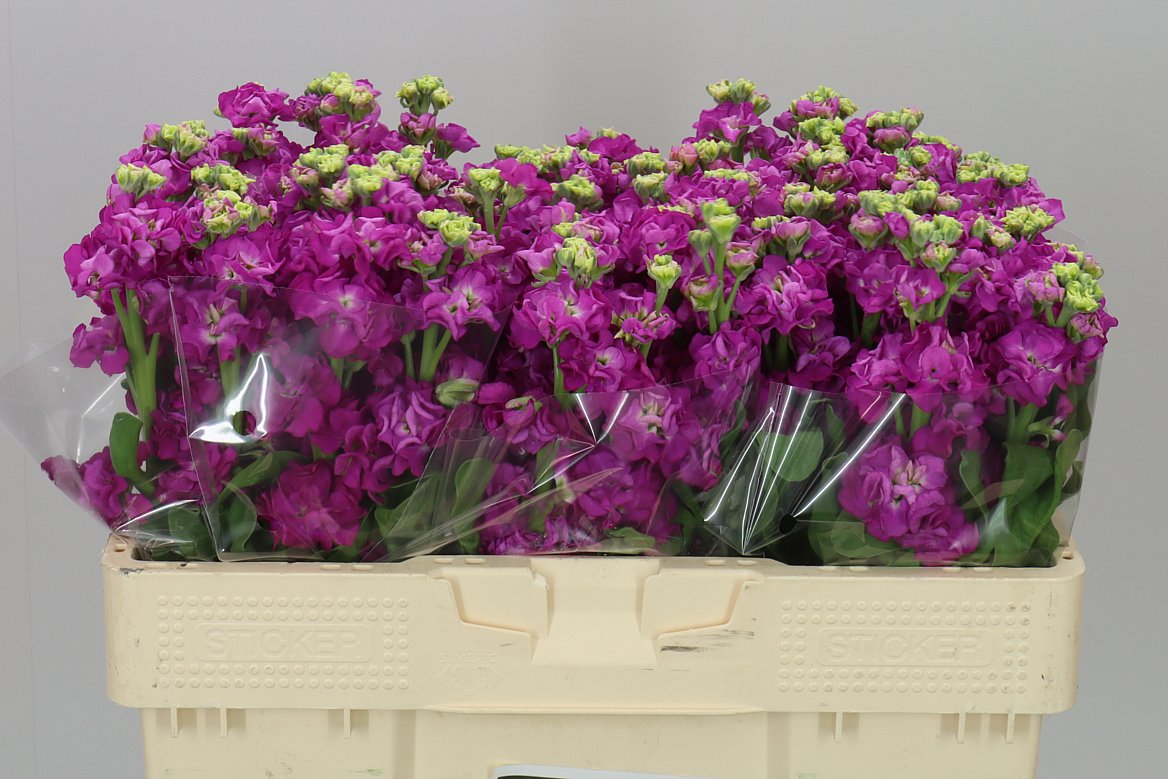 Matthiola Cerise A2