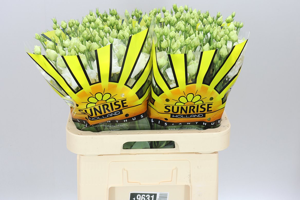 Eust Du Allisa Pure White
