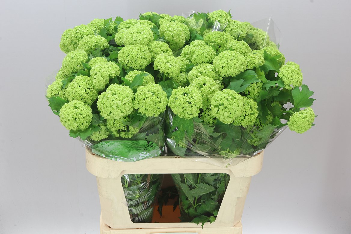 Viburnum Roseum