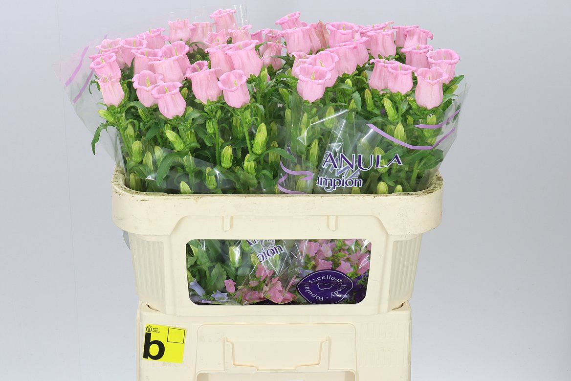 Campanula Pear Pink