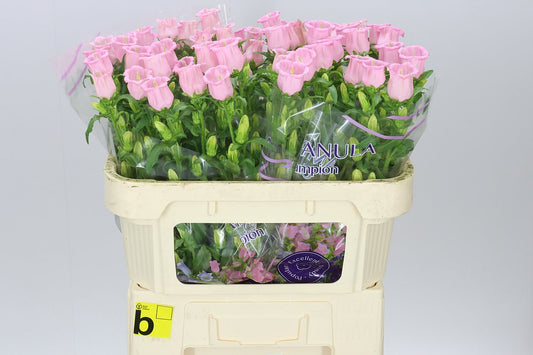 Campanula Pear Pink