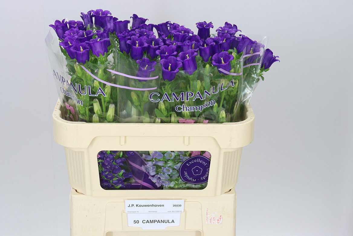 Campanula Blue