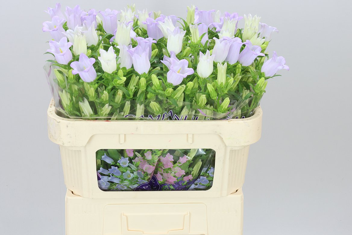 Campanula Lavender