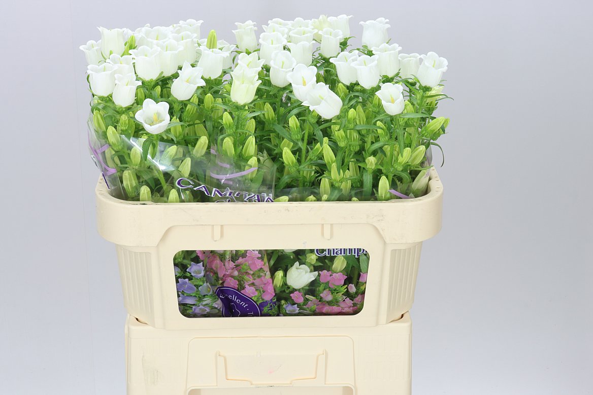 Campanula White
