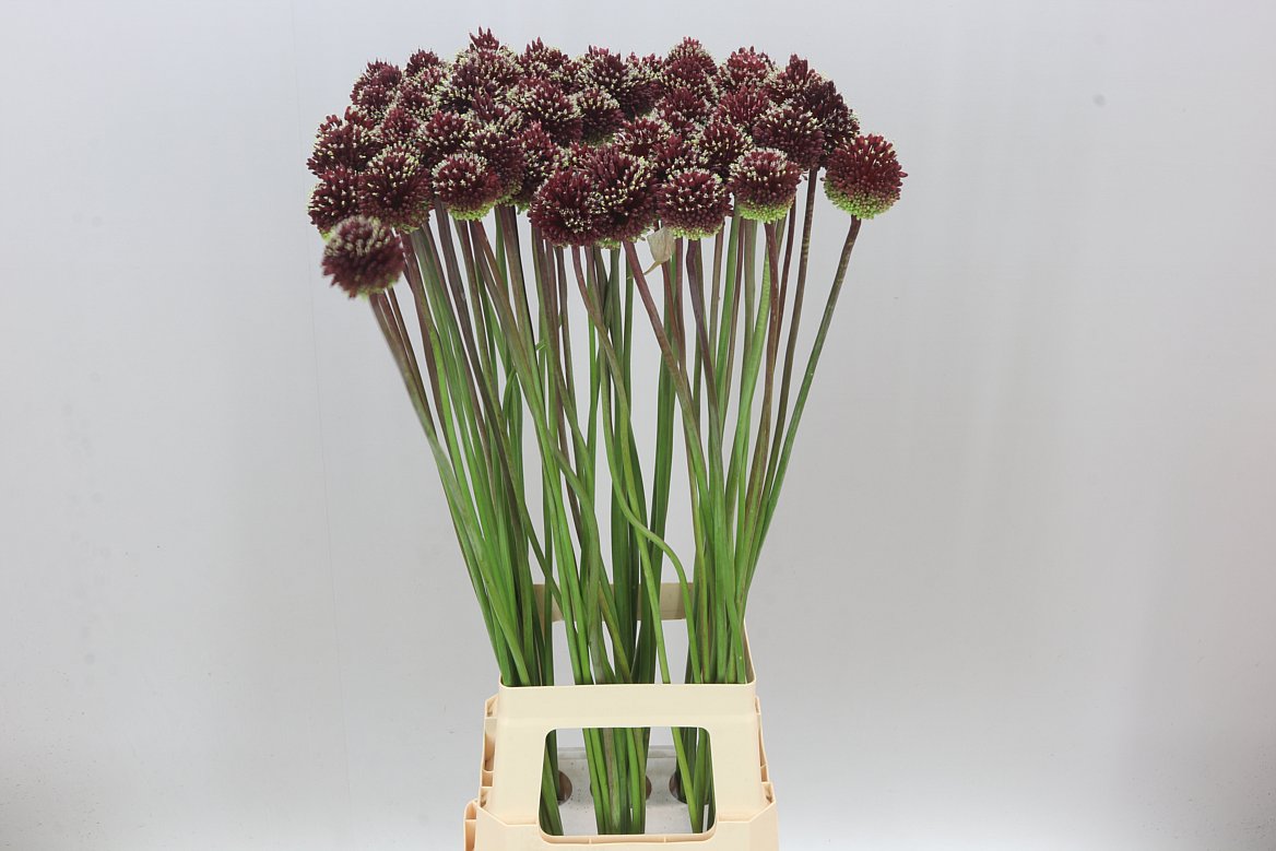 Allium Red Mohican