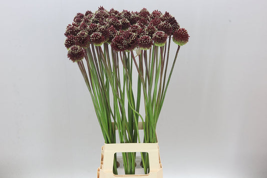 Allium Red Mohican
