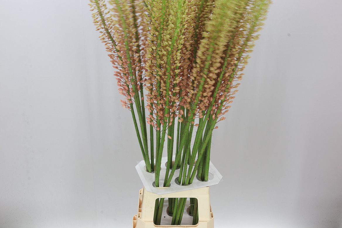 Eremurus Oase