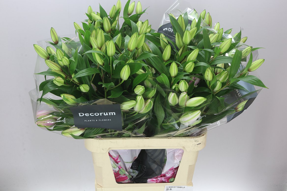 Lil Or Roselily Isabella 4+(double)
