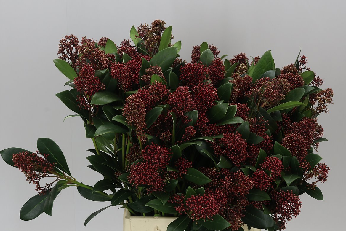 Skimmia Red