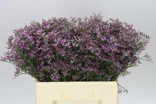Lim. Saf Lilac