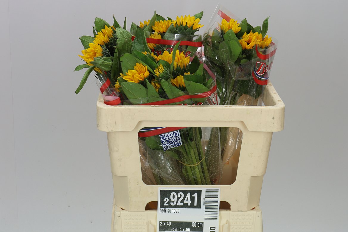 Helianthus Sunova