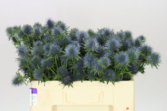 Eryngium Magnet