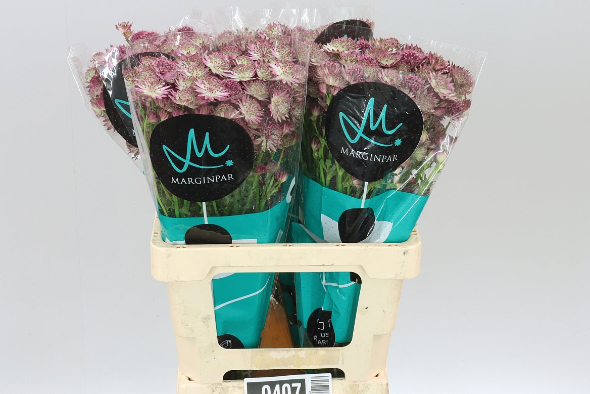 Astrantia Roma