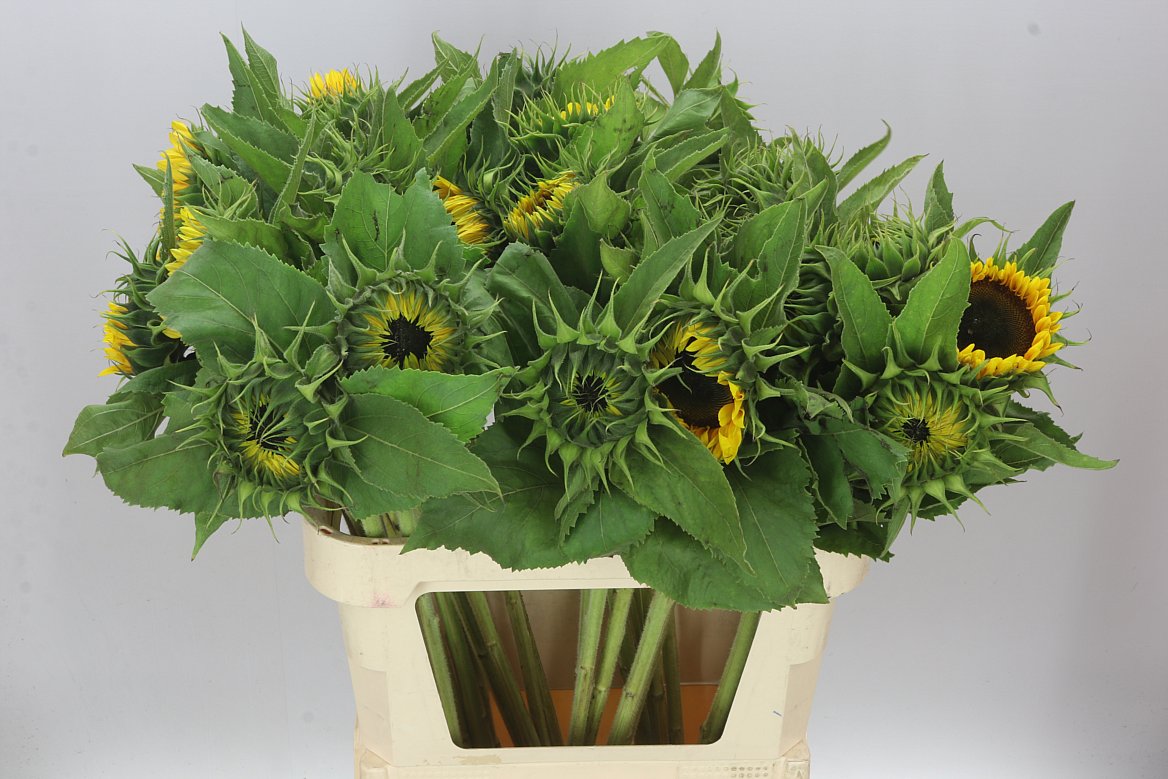 Helianthus A Sun Orange