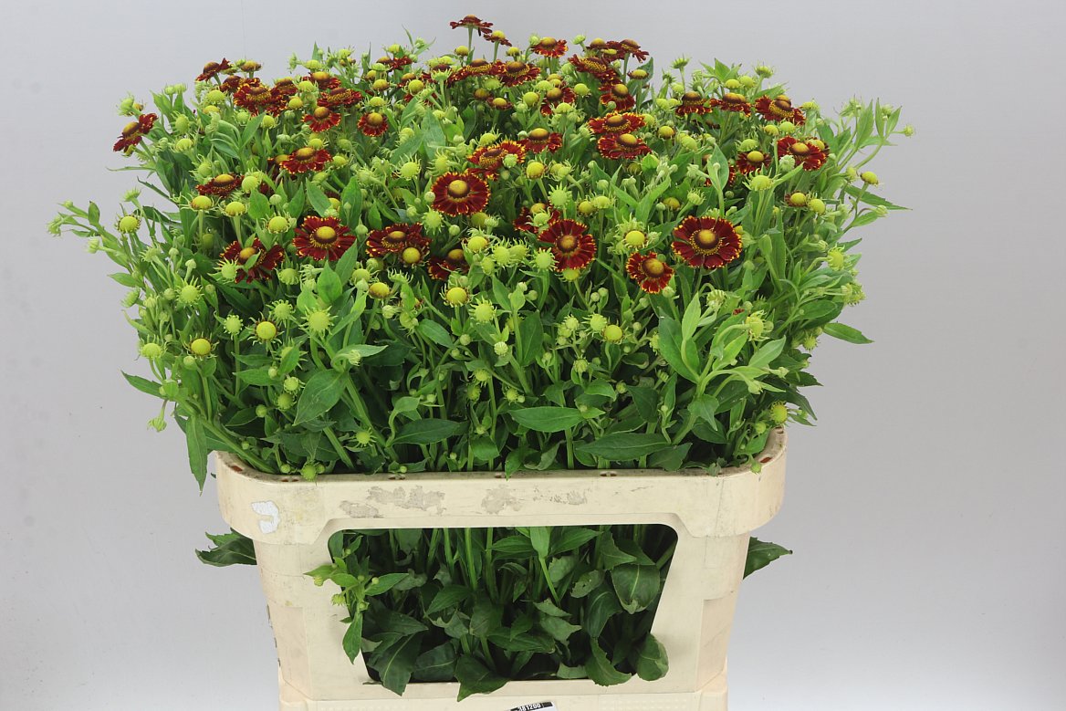Helenium Fiesta