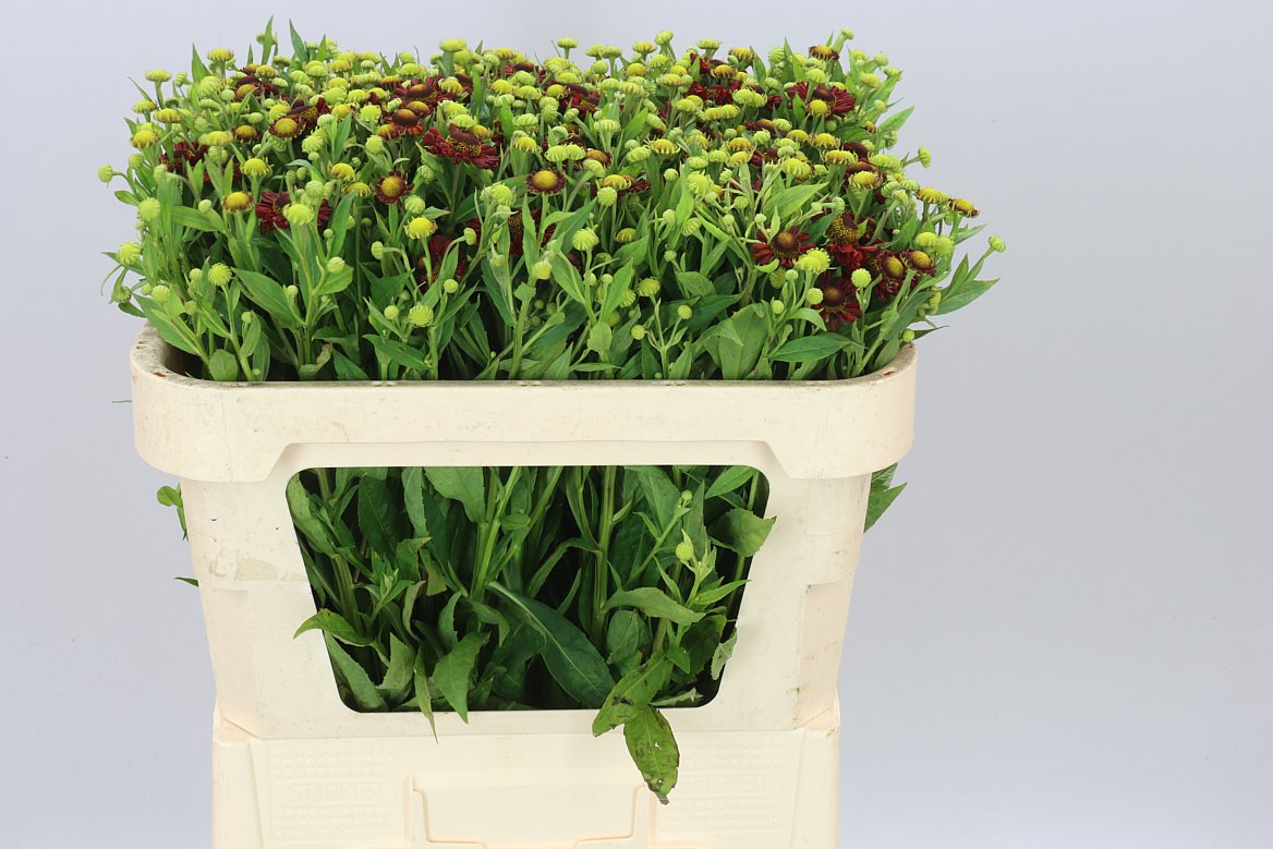 Helenium Moerheim Beauty