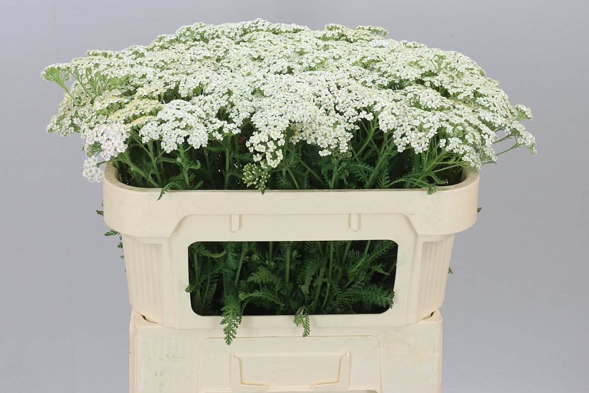 Achillea White Beauty