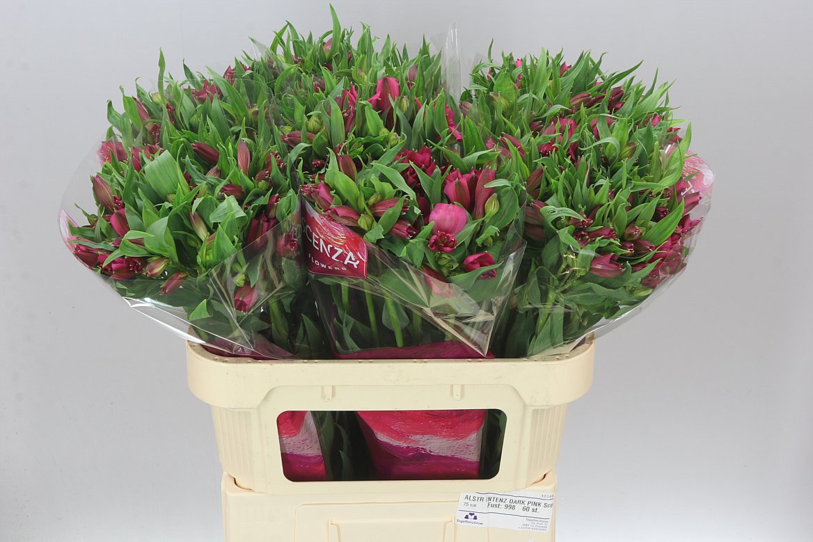Alstro Intenz Dark Pink