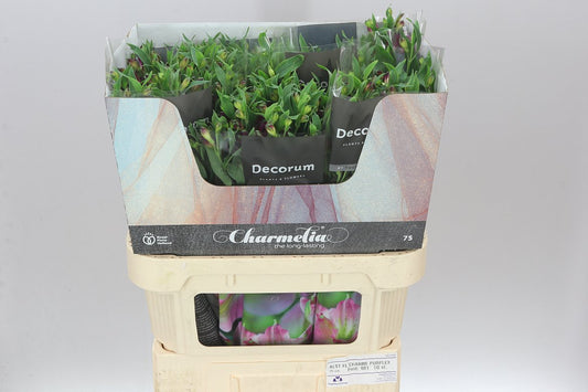 Alstro Charm Purple