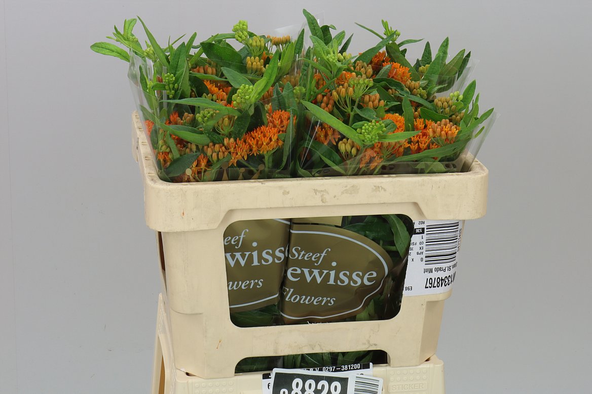 Asclepias Tuberosa