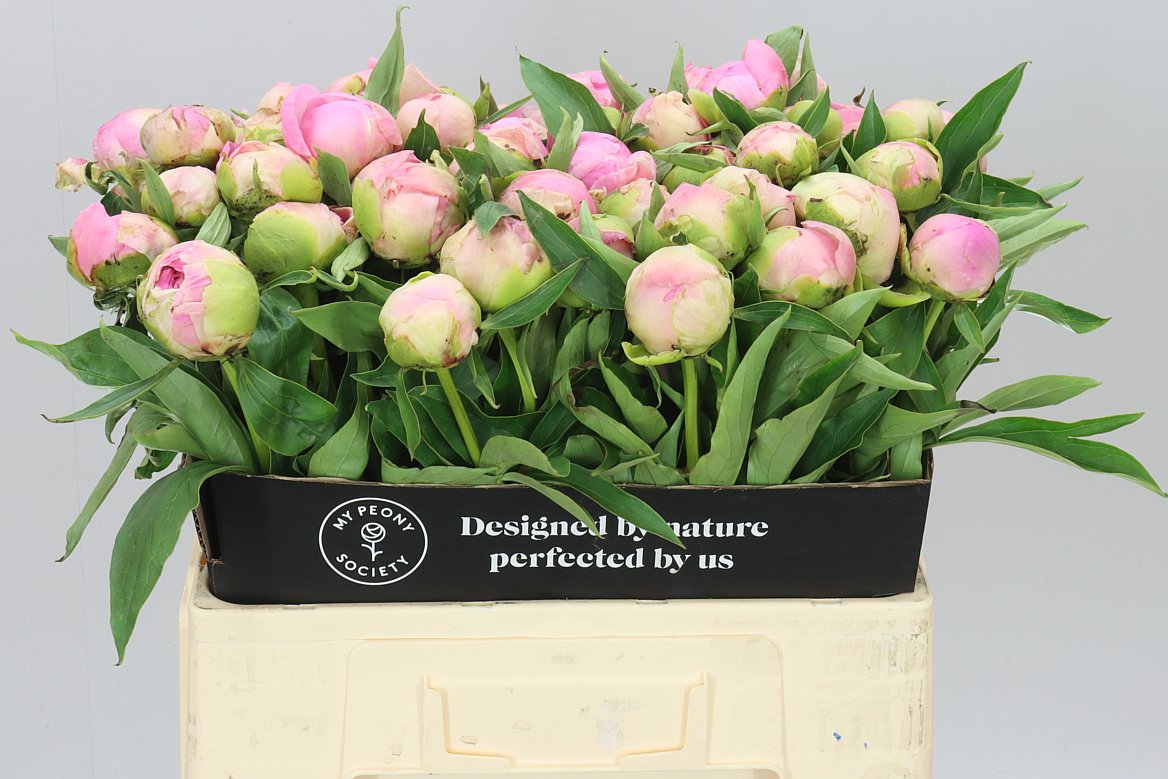 Paeonia Pink Giant A2