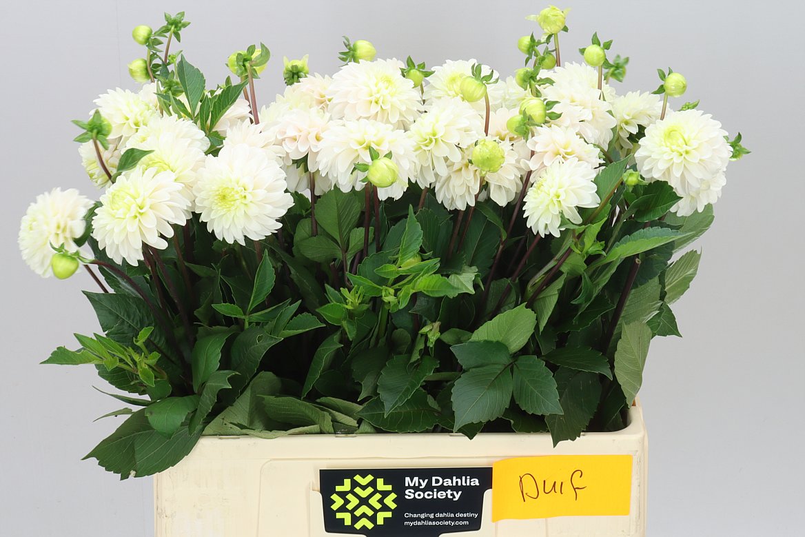 Dahlia White Isa