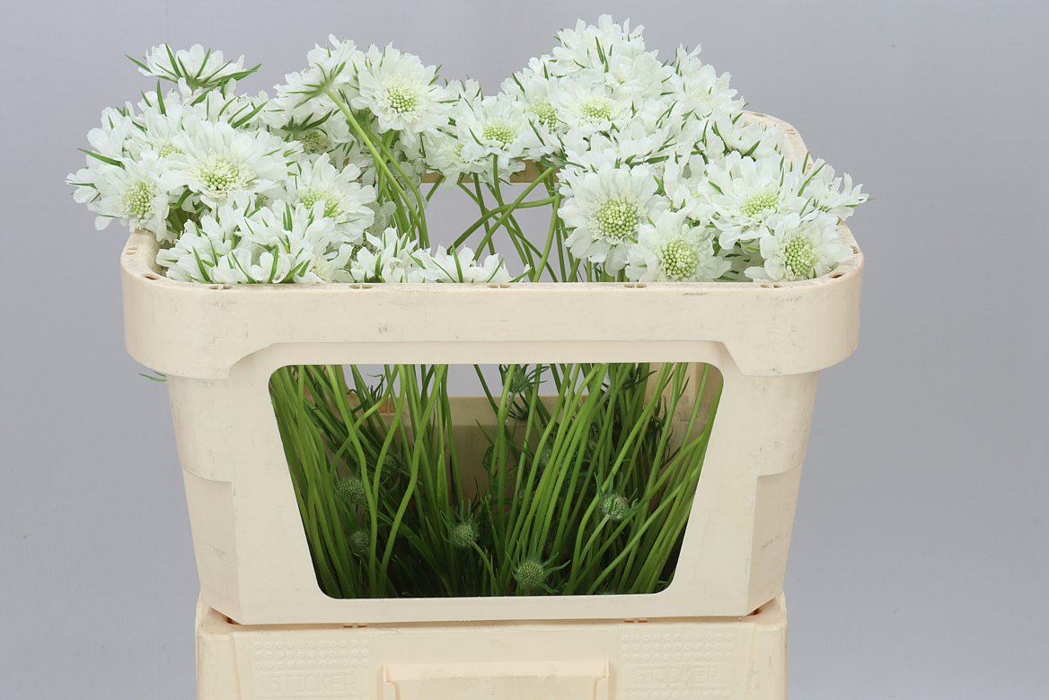 Scabiosa White