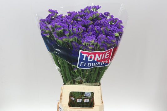Lim. Statice Blue