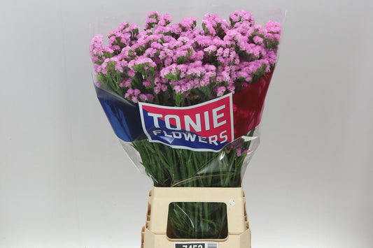 Lim. Statice Light Pink