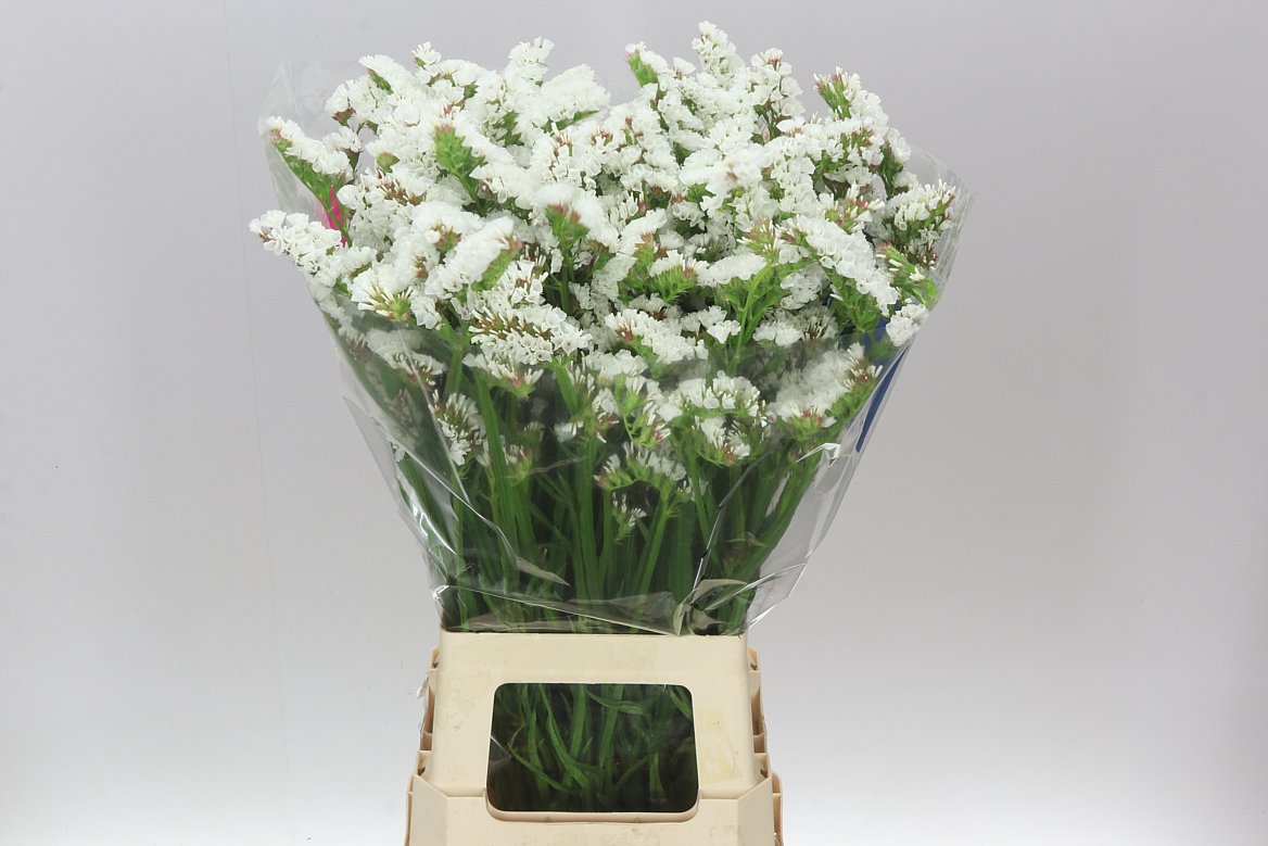 Lim. Statice White