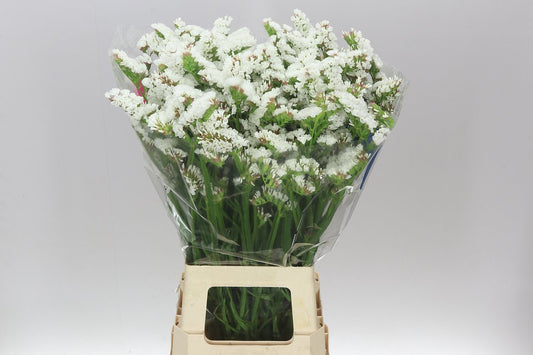 Lim. Statice White