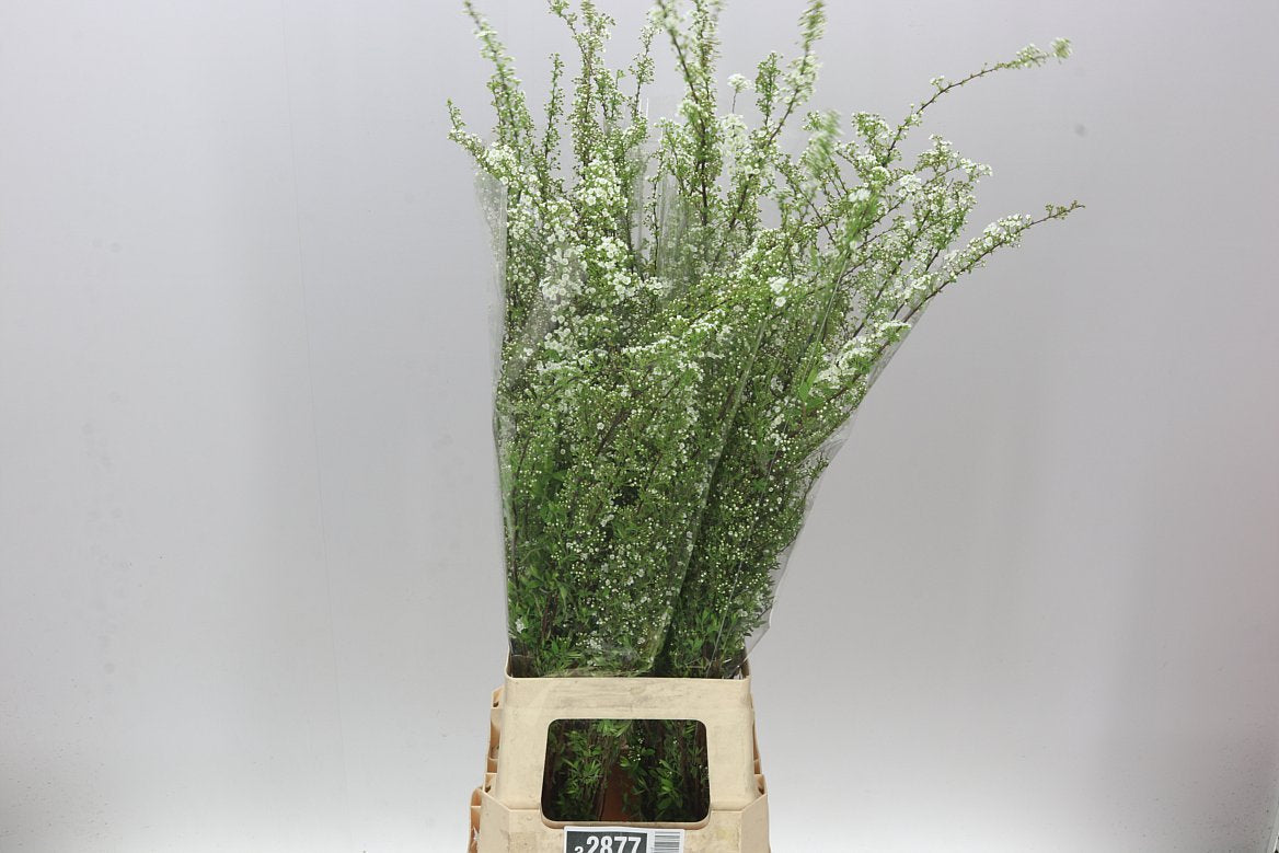Spiraea Ci Grefsheim
