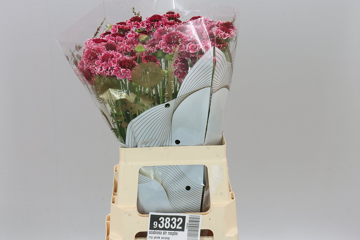 Scabiosa Raspberry Scoop