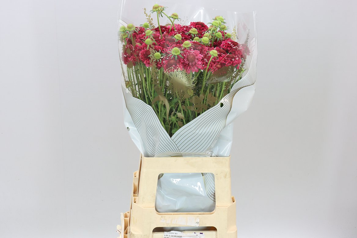 Scabiosa Hot Pink Scoop