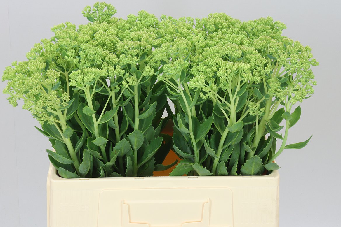 Sedum Spectabile