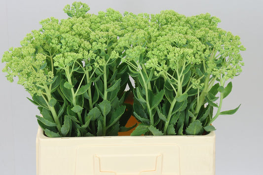 Sedum Spectabile