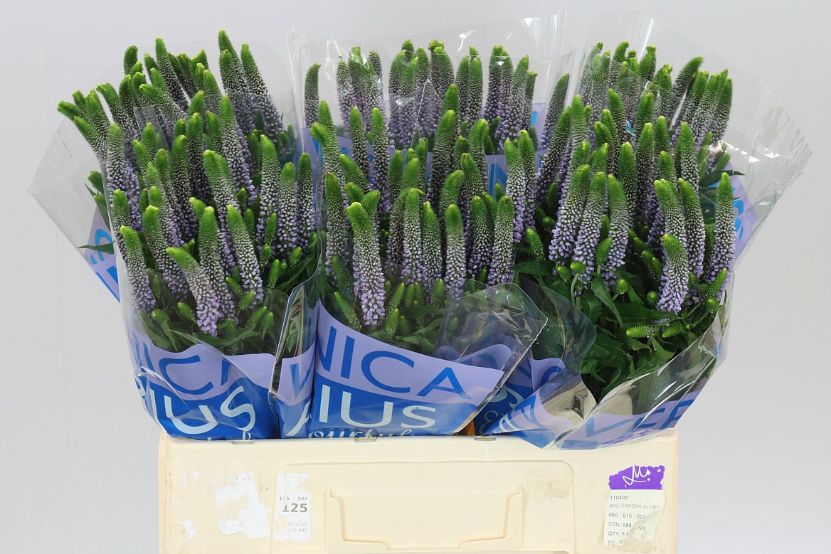 Veronica June Lilac