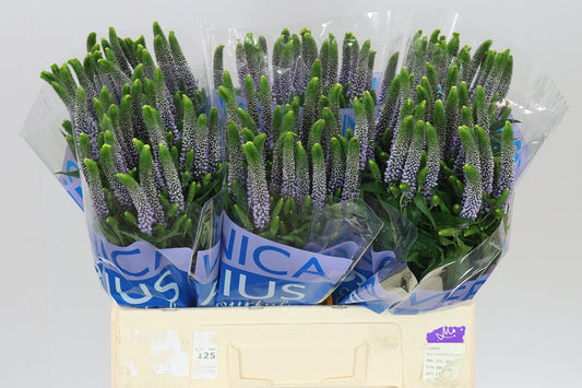 Veronica June Lilac