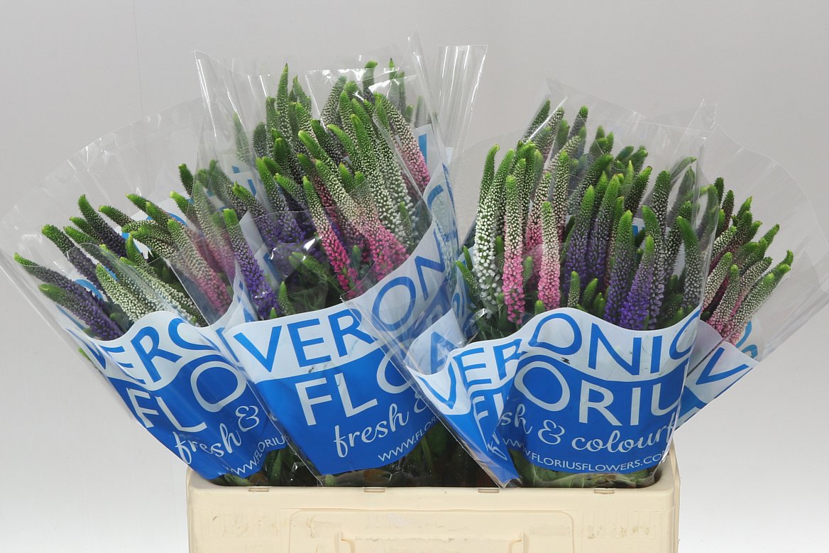 Veronica Colour Mix