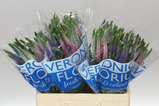 Veronica Colour Mix
