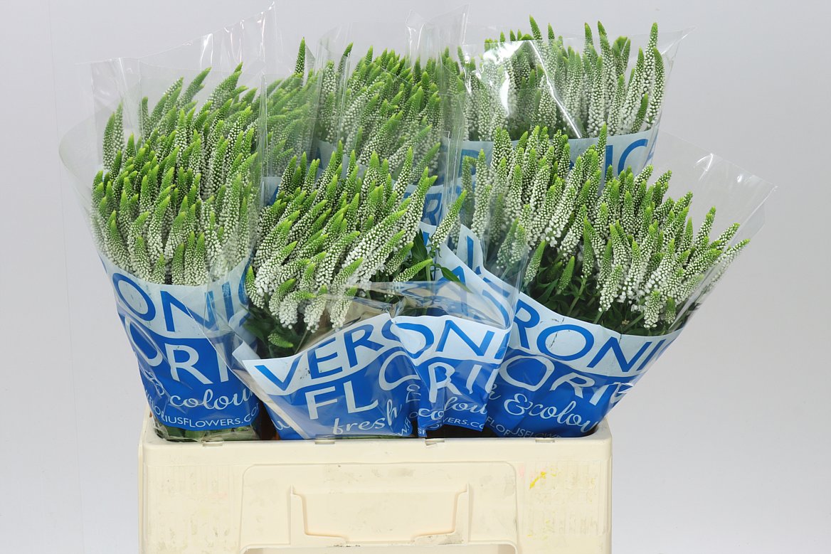 Veronica White Spray