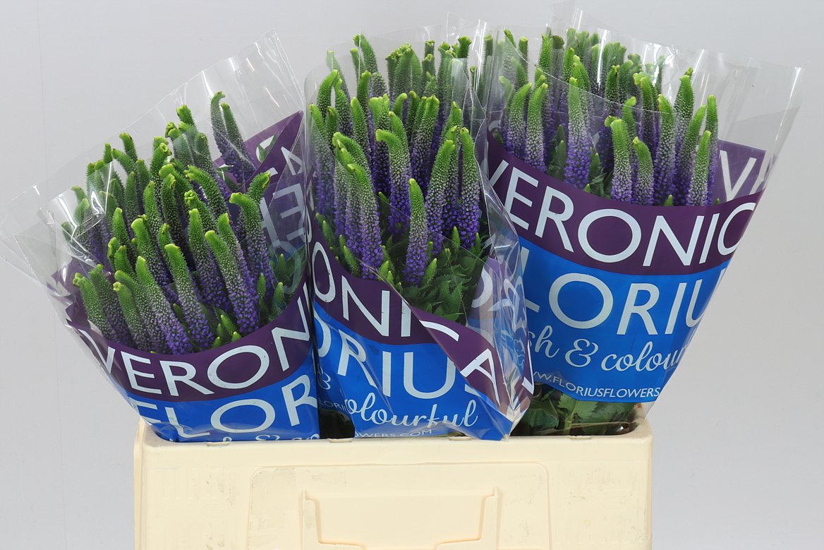 Veronica Diana